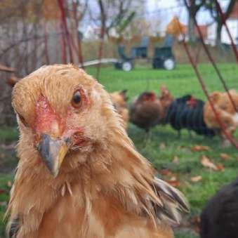 Huhn Huhn