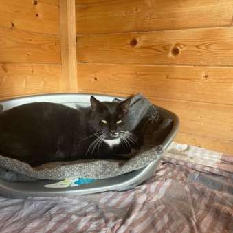 Kater Kater