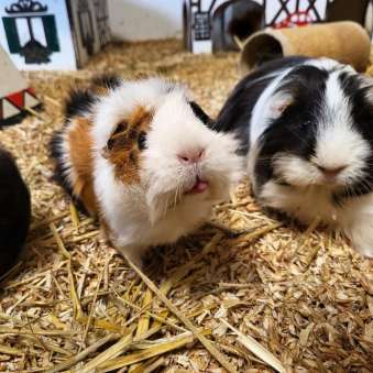 meerschweinchen meerschweinchen