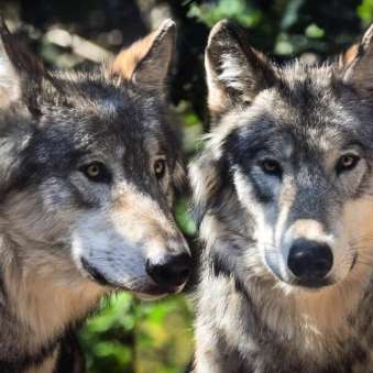 wolf wolf